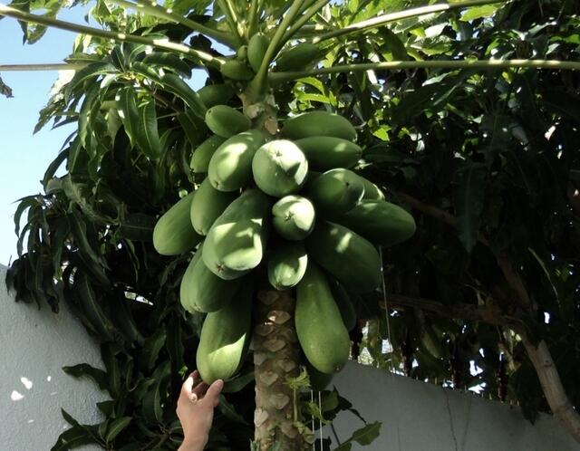 PAPAYAS IN GRÜN FÜR FRISCHEN PAPAYA-SALAT