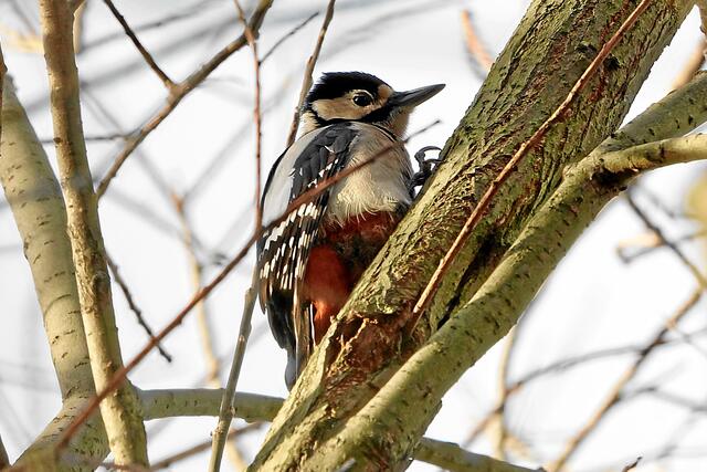 "Na Frau Buntspecht, dann hacken sie mal feste drauf!" "Du kannst ruhig zuschauen, dann siehst du auch wie toll ich das mache!" Das laute Hacken beginnt und die Rinde fliegt weiter in Fetzen herunter!