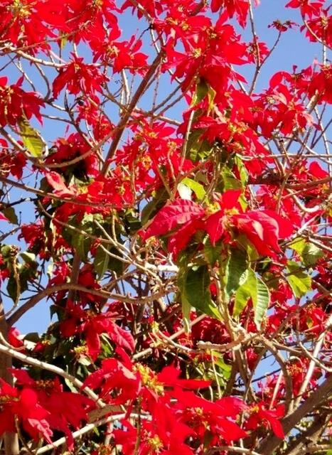 FLOR DE PASCUA (WEIHNACHTSSTERN) ALS BAUM.