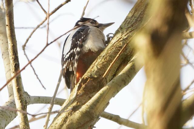 "Oh, wer bist du denn, was machst du da?" "Na, ich bin der kräftige Hackspecht und schlage die Rinde weg!"