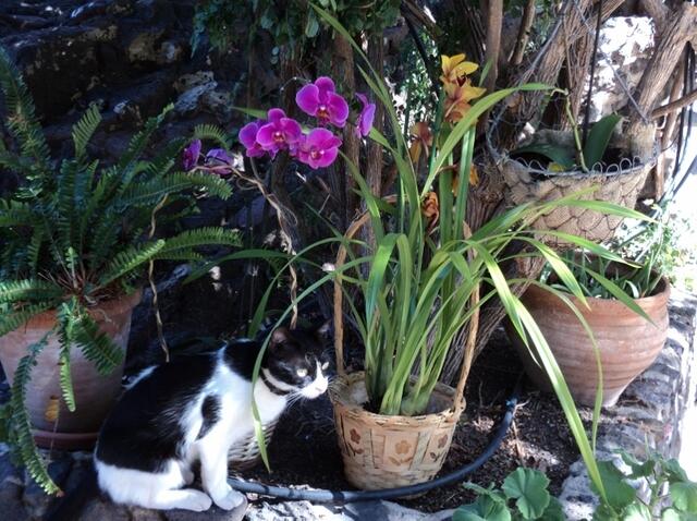 SHEILA MIT ORCHIDEEN IN MASCA.