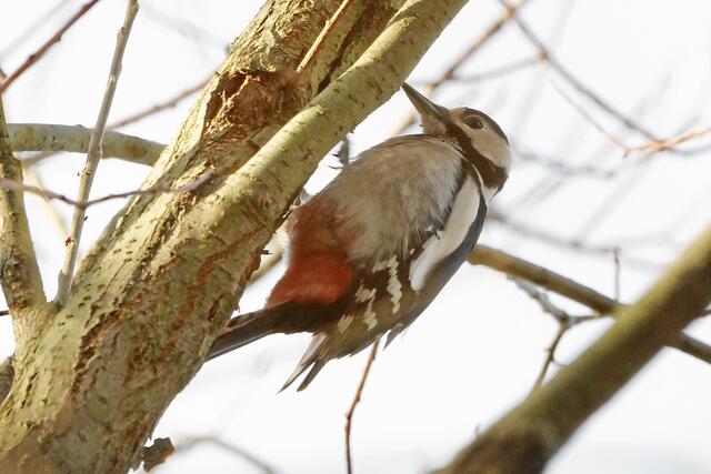 Sie hackt kräftig und mit lautem Geräusch weiter die Rinde ab und klettert dabei auf gleicher Länge um den Ast herum.