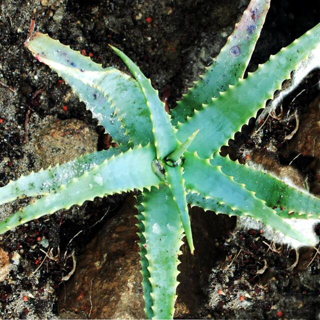 So kennen wir die Aloe von unseren Fensterbänken. Unscheinbar und recht kümmerlich.