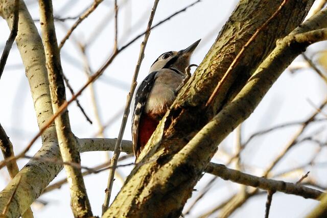 "Kannst du nur die Rinde abschlagen oder auch den ganzen Ast?"