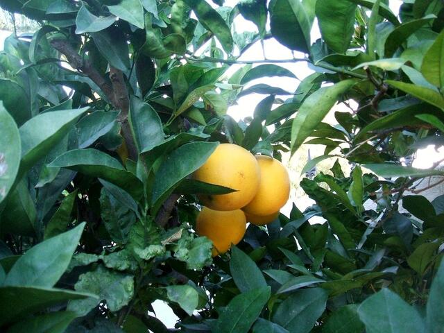 PAPMPELMUSE (GRAPEFRUIT) IM MASCA-GARTEN