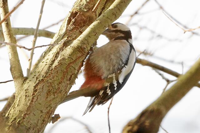 °°°Ich glaube, ich sollte sie doch mal loben°°° Während ich es ihr zurufen will, trete ich einen Schritt nach rechts und dann gibt es einen lauten Knacks unter meinem Schuh. Ein am Boden liegender Ast ist gebrochen, der Vogel erschrocken und mein Traum ist auch schlagartig geplatzt, wie eine große Seifenblase!