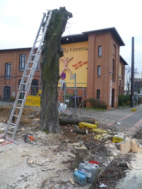 Foto: 18. Dezember 2013: Der Baum hat seine Krone verloren