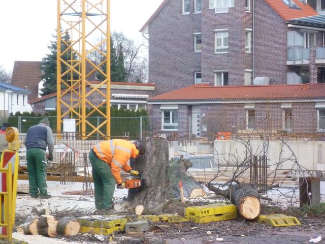 Es tut weh: Wie man sehen kann, war der Baum kerngesund.