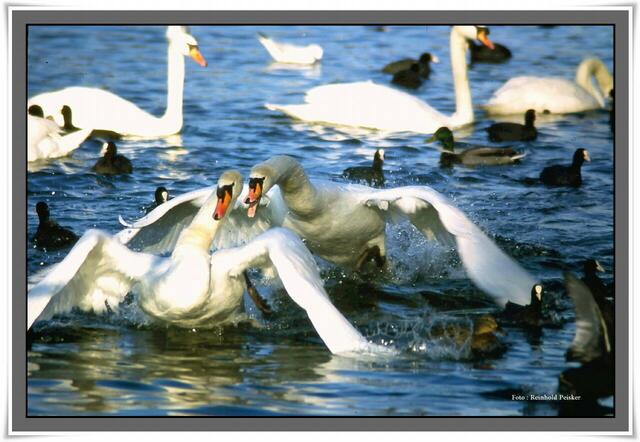 Analog abgelichtet ,an den Lehrter Zuckerteichen.