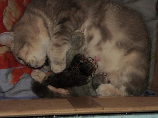 Cleo ist zufrieden,ihre 4 Kitten kamen gesund zwischen 5h -7h auf die Welt...