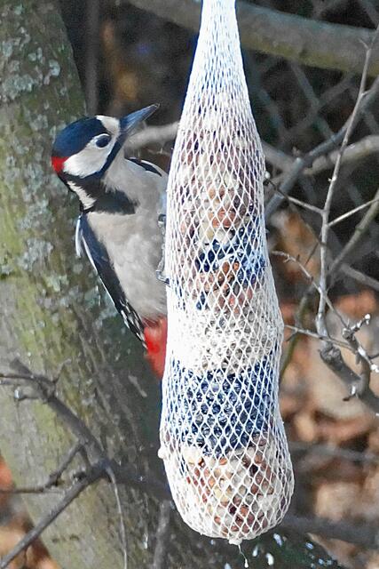 °°°Hi hi, ich sag dem Weihnachtsmann lieber nicht, dass meine Freundin und ich hier schon bereits seit über einer Woche die schönsten Körner herauspicken!°°°