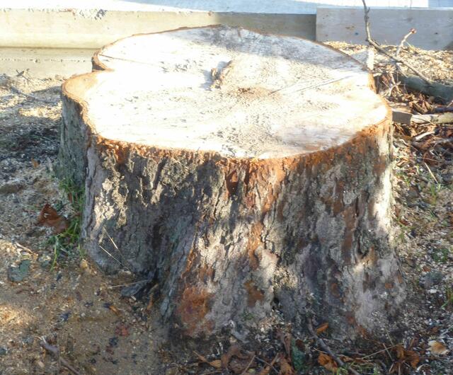 Ein Fachmann schätzte den Baum anhand des Stammumfanges (Jahresringe) auf  +- 100 Jahre