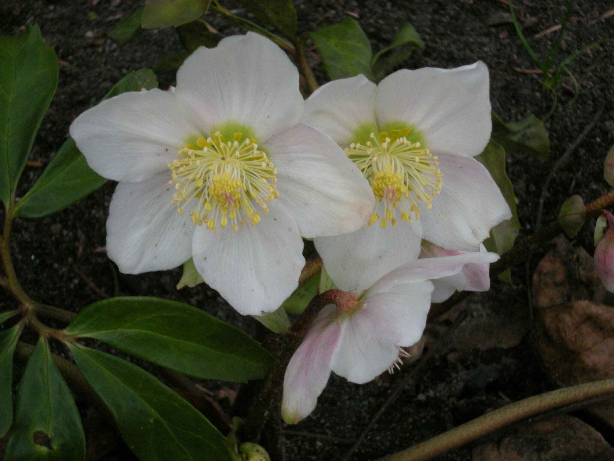 Erinnerungen an Weihnachten 1945. Gedicht. & Weihnachtsessen 2013. Lehrte