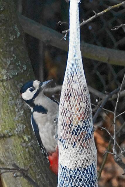 °°°Von wegen, diese Stange nur für ihn aufgehängt - wenn der Specht wüsste, wie viel andere Vögel schon daran gepickt haben°°°