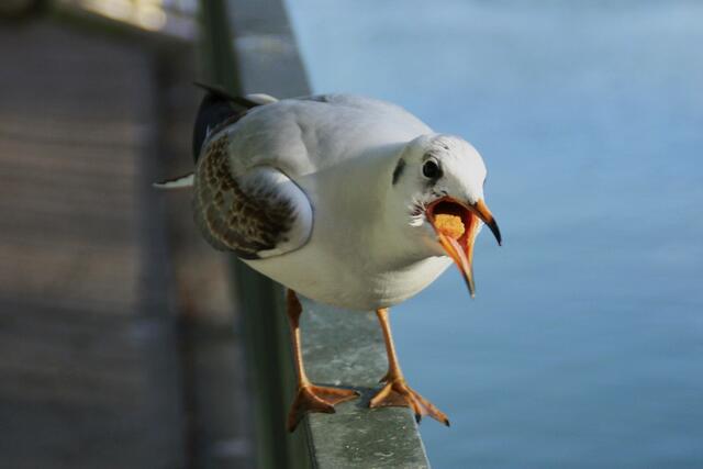 ,,Wünsche allen ein Frohes Fest!" GA
