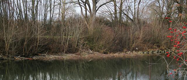 und das dürfte das Zuhause der Biber sein
