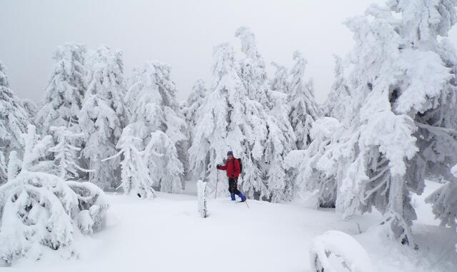 Nur noch wenig höher wird die Baumgrenze erreicht.