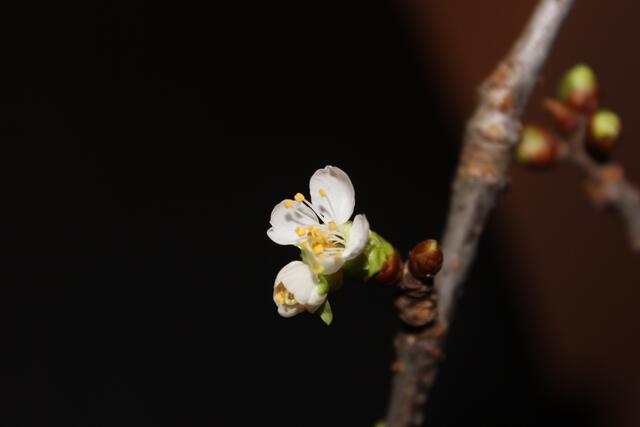 24. Dezember die ersten Blüten haben sich geöffnet
