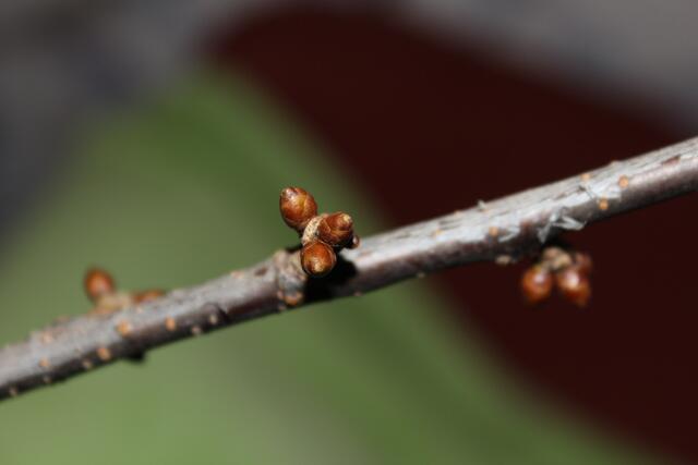 4. Dezember alle Knospen sind noch fest geschlossen