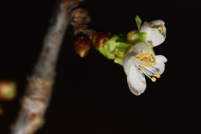 24. Dezember die ersten Blüten haben sich geöffnet