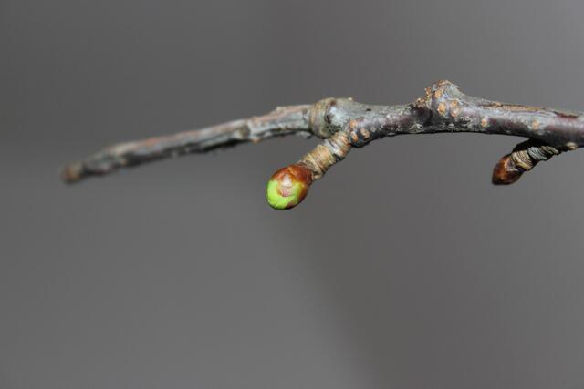 10. Dezember ein kleine Fortschritt ist zu erkennen