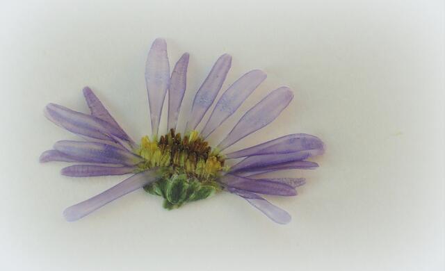 Diese kleine Blume habe ich Heute in einem Buch von mir gefunden. Irgendwann habe ich sie da wohl zum Trocknen hineingelegt... und vergessen.