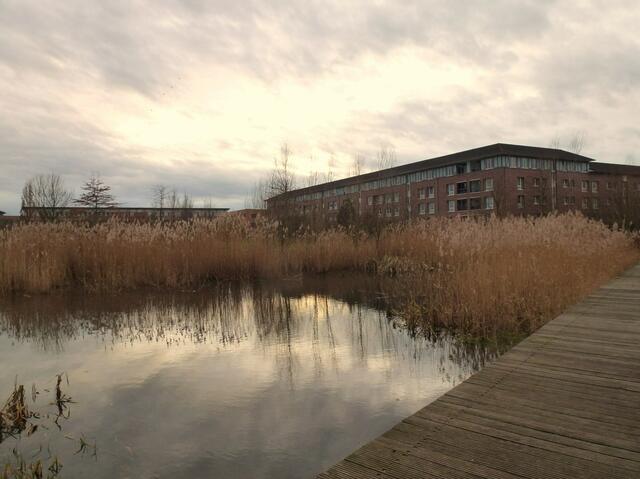 Wie Engelsflügel erscheinend
zeigt sich das Licht der sich neigenden Sonne
und legt einen goldenen Schimmer über Allermöher Gewässer und Land ... http://www.myheimat.de/hamburg/natur/besinnlichkeit-am-heiligabend-in-allermoehe-d2571682.html