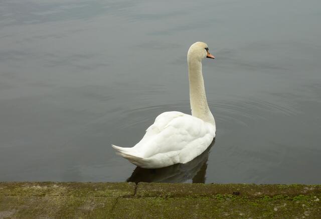 Der Schwan in seiner ganzen Schönheit