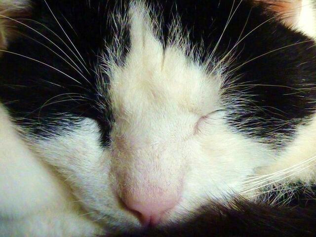 Das Leben und dazu eine Katze, das ergibt eine unglaubliche Summe, ich schwör's euch! Rainer Maria Rilke