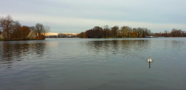 Idylle mit Schwan