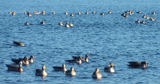 Die Gans links vorne im Bild hat einen weißen Hals und einen weißen Kopf.