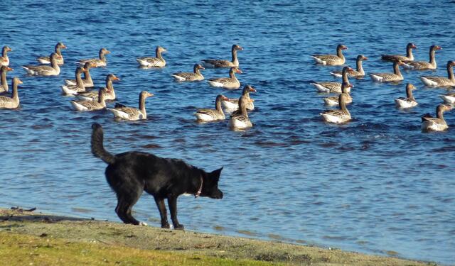 Die Gänse schwimmen schnell davon.