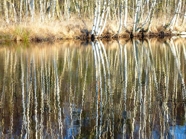 Die Kräuselung der Wasseroberfläche ergibt faszinierende Spiegeleffekte.