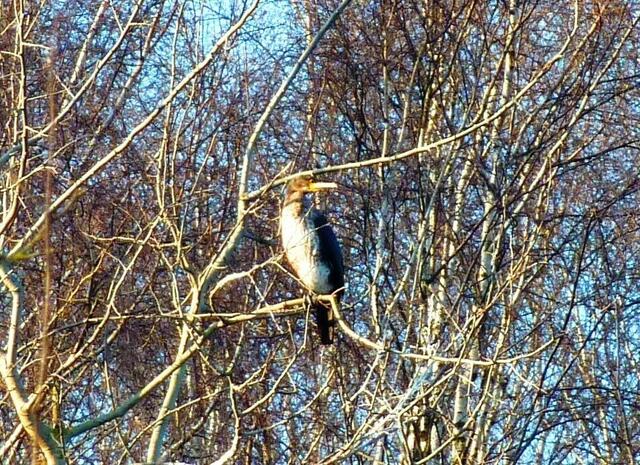 Kormoran im Naturschutzgebiet des Altwarmbüchener Sees