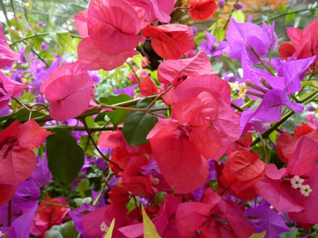 Zauberhafte Bougainvillea
