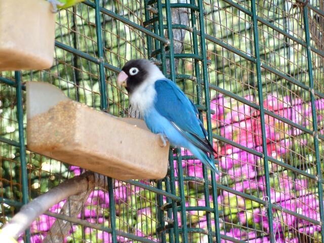 Blaue Schönheit