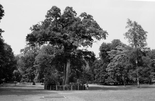 Uralte Eiche im Tiergarten.