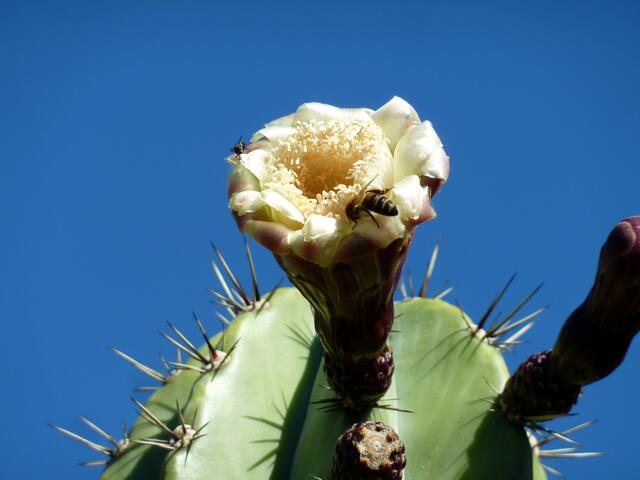 Auf dieser schönen Blüte tummeln sich zahlreiche Insekten.