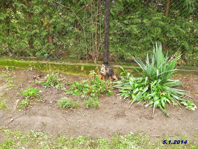 (1) !!! Sonntags + Monatsbilder / Blumenbeet !!! Temperatur: 10:08h +8°C / Wind 2-3 / kaum sonnig - bewölkt !
