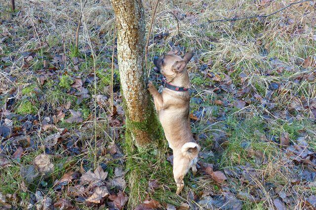 Er hat das Leckerlie gleich entdeckt!