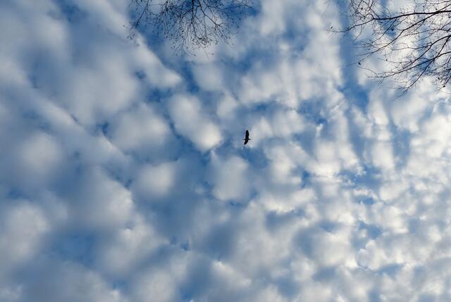 Was ist das für ein Vogel????