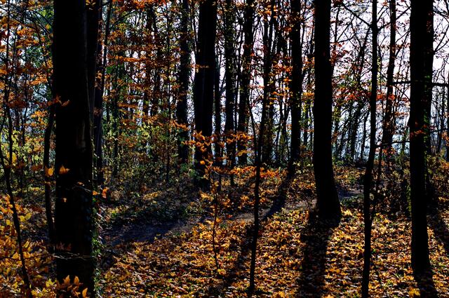 Im Wald auf den Krozinger Berg