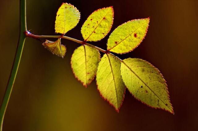 Im Gegenlicht