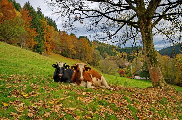 Im Herbst an der Ravennaschlucht