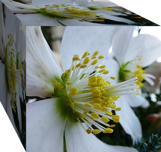 Christrose