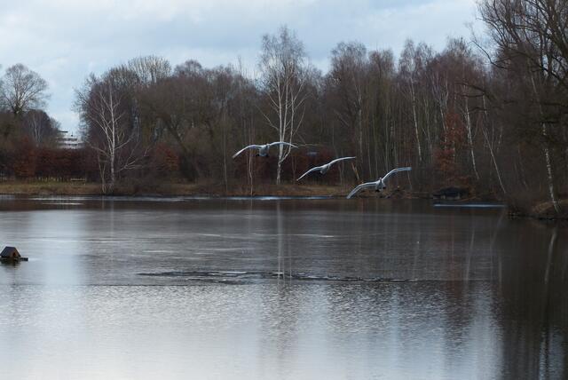 sie kamen längs über den Weiher ---- bis zum Geräusch hatte ich sie kaum bemerkt