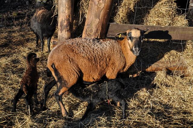 Die kleinen Zwillinge ...