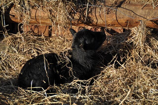 Das erste Sonnenbad ...