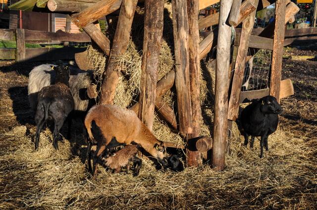 Die ganze Schaffamilie drumherum ...