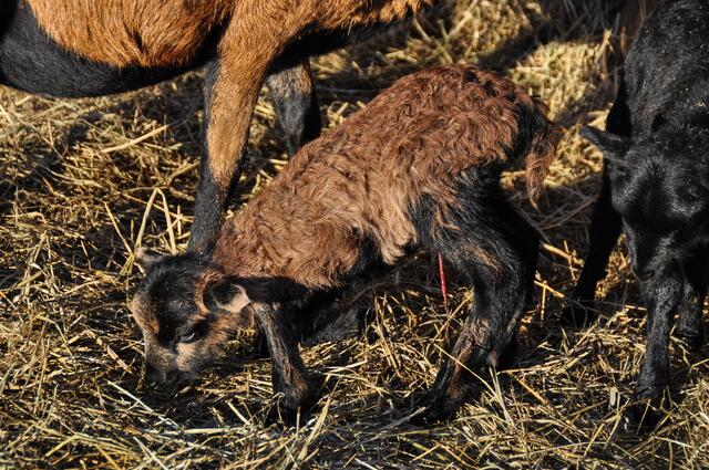 Das ist Zwilling Nr. 2